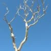 Sanded Sierra Manzanita Branches Natural 12"-24"