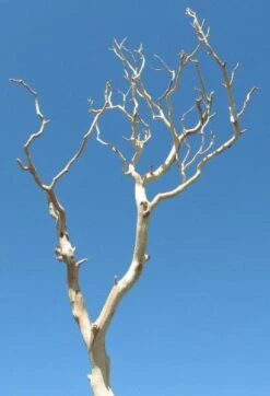 Sanded Sierra Manzanita Branches Natural 12"-24"