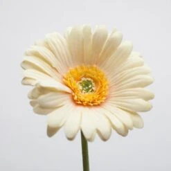 Richland Yellow Gerbera Daisy 24" Set Of 24