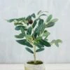 Mini Olive Tree 12in