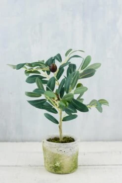 Mini Olive Tree 12in