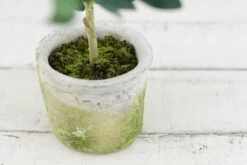 Mini Olive Tree 12in -Candle Glow Deals Store mini olive tree 12 3