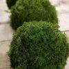 Preserved Reindeer Moss Balls 4" (Set Of 3)