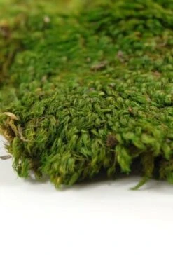 Natural Mood Moss 480 Cubic In