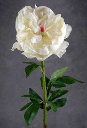 Natural Touch Large Cream White Peony Flower 1 Natural Touch Large Cream White Peony Flower
