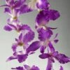 12 Purple Orchid Flower Leis