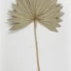 Natural Palm Leaf Fans Dried Pack Of 5