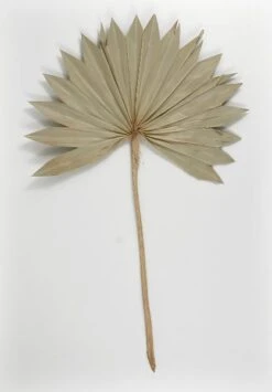 Natural Palm Leaf Fans Dried Pack Of 5
