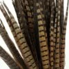 Pheasant Feathers 18in | Pack Of 100