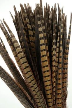 Pheasant Feathers 18in | Pack Of 100
