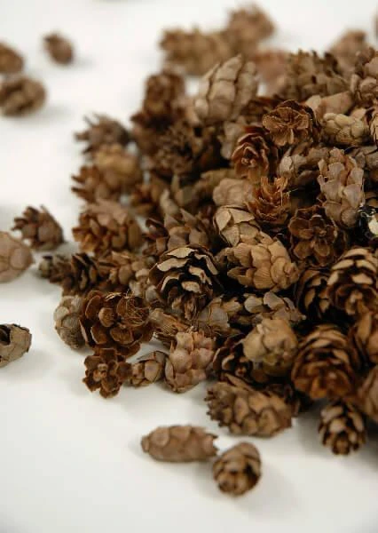 Pine Cones Hemlock 3qrts 1000 Cones 1 Pine Cones Hemlock 3qrts 1000 Cones