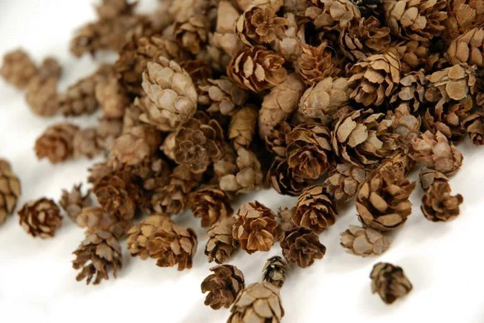 Pine Cones Hemlock 3qrts 1000 Cones 2 Pine Cones Hemlock 3qrts 1000 Cones - Image 2