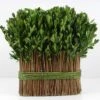 11" Standing Preserved Boxwood Arrangement