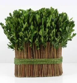 11" Standing Preserved Boxwood Arrangement