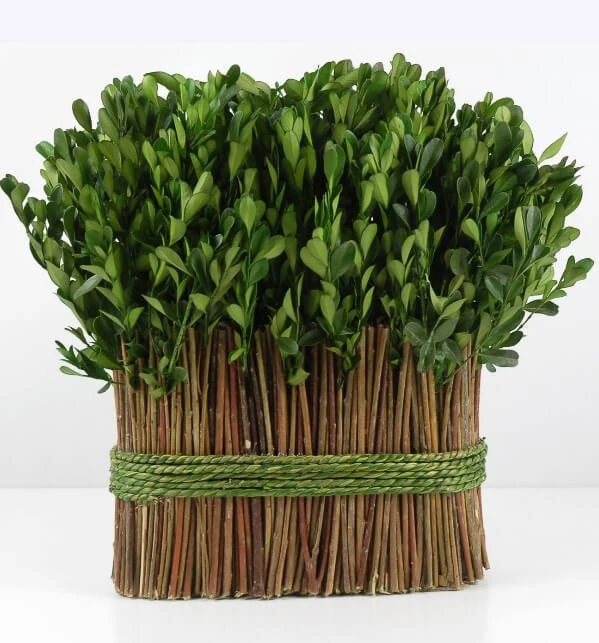 11" Standing Preserved Boxwood Arrangement 1 11" Standing Preserved Boxwood Arrangement