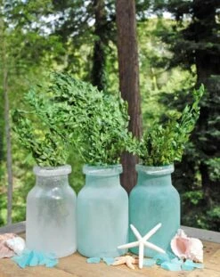 Preserved Boxwood Bundle In Natural Green 5oz. 5 Preserved Boxwood Bundle In Natural Green 5oz. -Candle Glow Deals Store preserved boxwood bundle 5 2