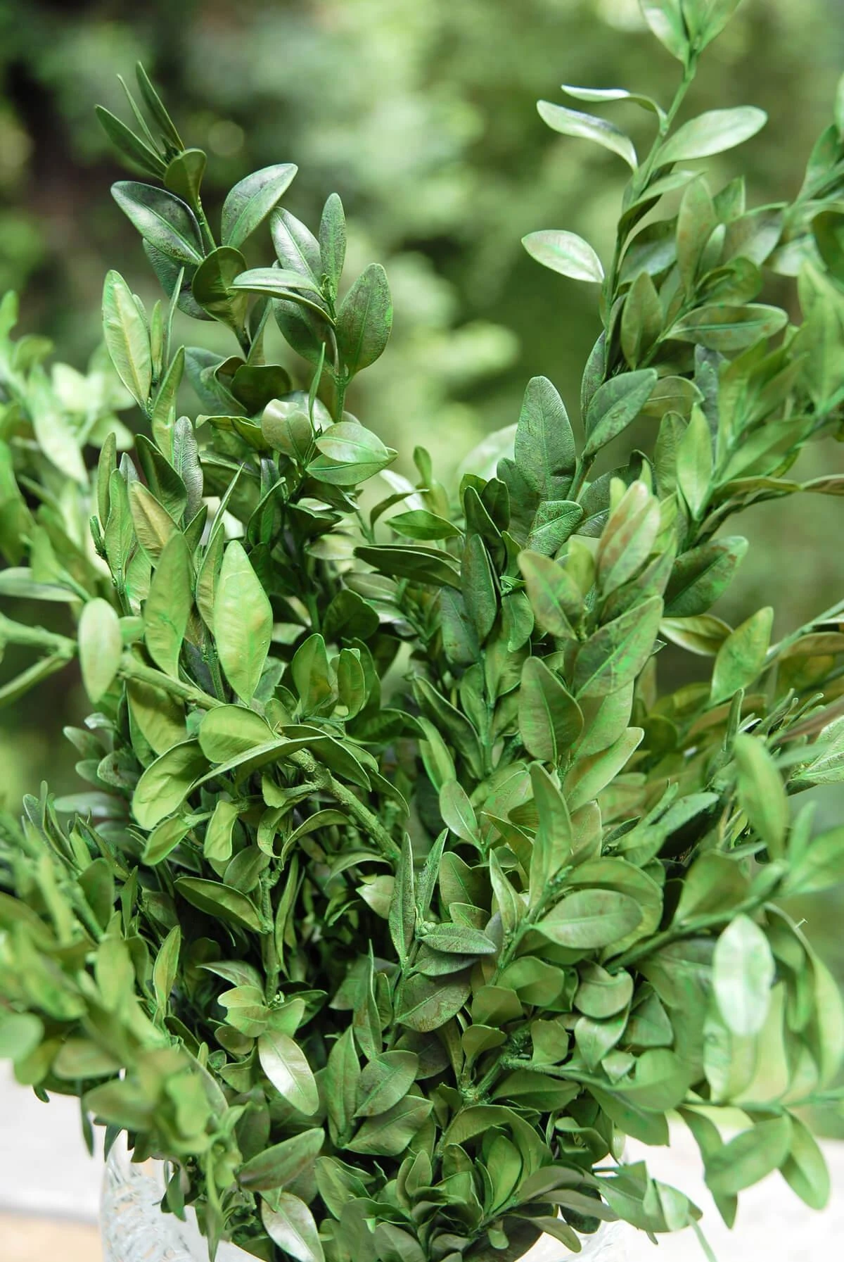 Preserved Boxwood Bundle In Natural Green 5oz. 2 Preserved Boxwood Bundle In Natural Green 5oz. - Image 2