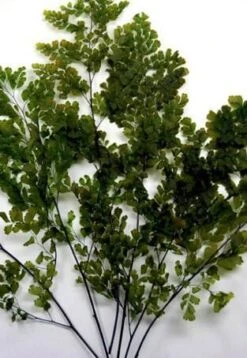 Preserved Fern 5-6 Stems Lutti Adianthum