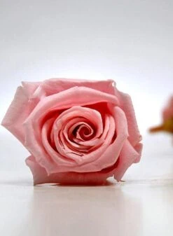 Preserved Roses (15 Rose Heads) 1 Inch Pink