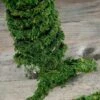 Preserved Moss Vine Roll 60 Feet