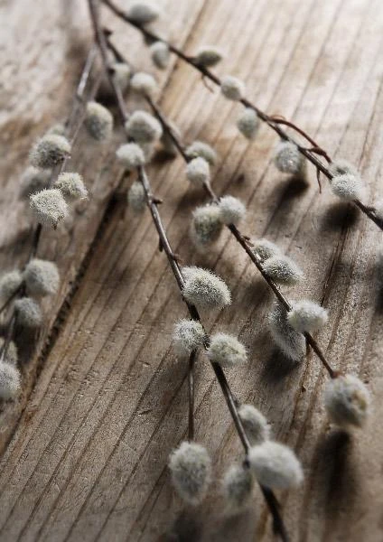 12 Artificial Pussy Willow Branches 31 In. 2 12 Artificial Pussy Willow Branches 31 In. - Image 2