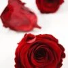 Preserved Roses Red 2.5in (6 Rose Heads)