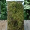 Natural Sheet Moss 2oz Bag