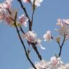 Silk Pink And Cream/White Cherry Blossom Branch 42in