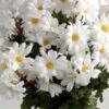 Silk White Daisies Bouquet (72 Flowers)