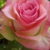 12 Large Rose Spray Two-Tone Pink