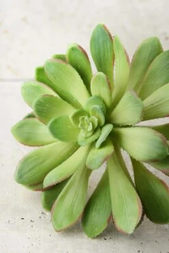 Large Bright Green Echeveria Stem Succulent 9" Wide