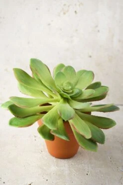 Large Bright Green Echeveria Stem Succulent 9" Wide -Candle Glow Deals Store stem succulent 10in green 4