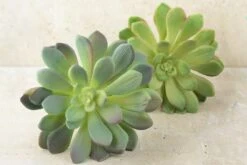Large Bright Green Echeveria Stem Succulent 9" Wide -Candle Glow Deals Store stem succulent 10in green 5