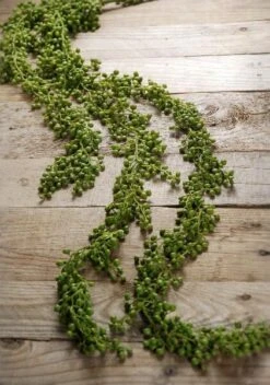 String Of Pearls Succulent Garland 4ft