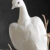White Feathered Peacock 16in