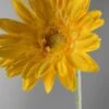 24 Royal Yellow Gerbera Daisy Sprays