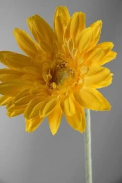 24 Royal Yellow Gerbera Daisy Sprays